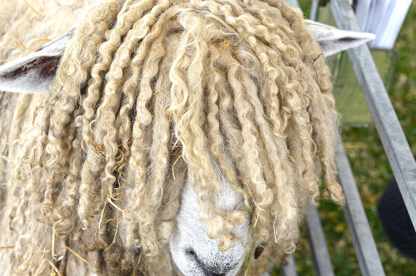 Know Your Fiber:  Lincoln Wool