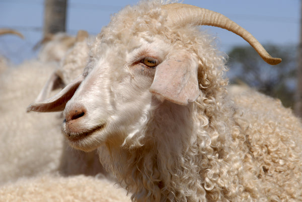 Know Your Fiber: Mohair