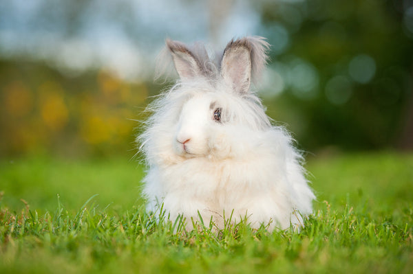 Know Your Fiber: Angora