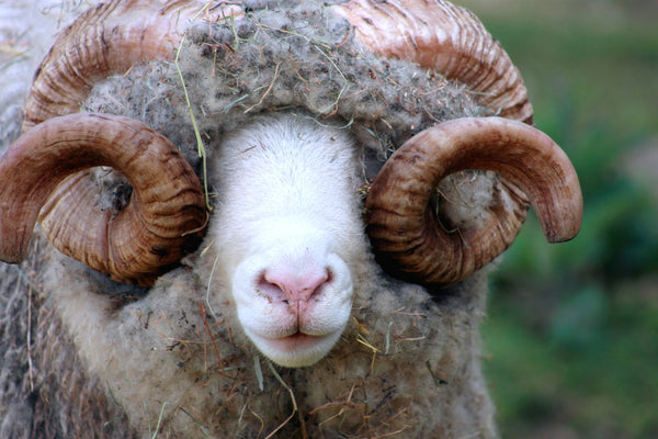 Know Your Fiber:  Dorset Horn Wool