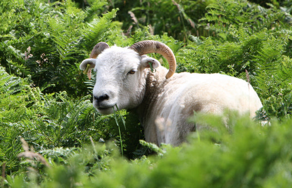 Know Your Fiber: Exmoor Horn Wool