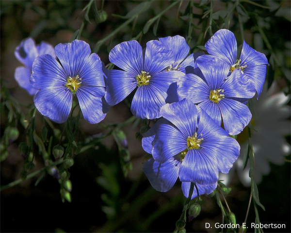 Know Your Fiber:  Flax