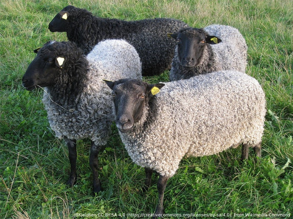 Know Your Fiber:  Gotland Wool