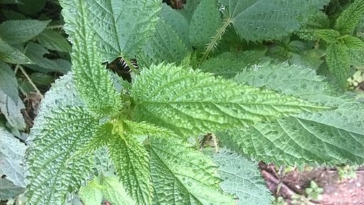 Know Your Fiber: Himalayan Nettle