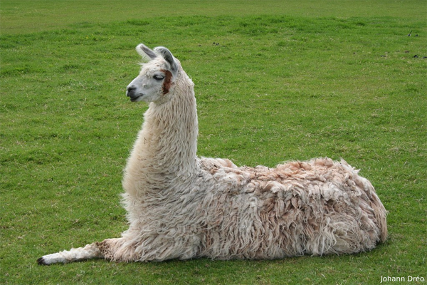 Know Your Fiber:  Llama