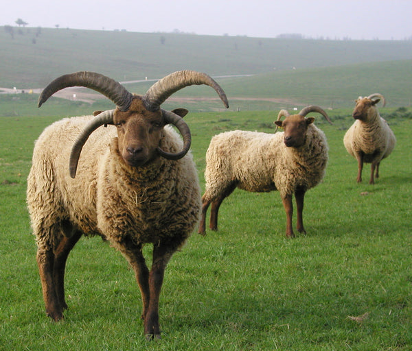 Know Your Fiber:  Manx Loaghtan