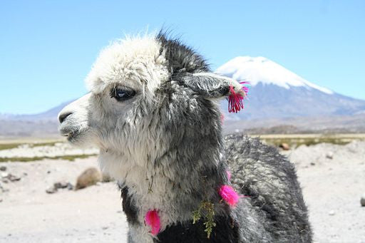 Know Your Fiber: Alpaca