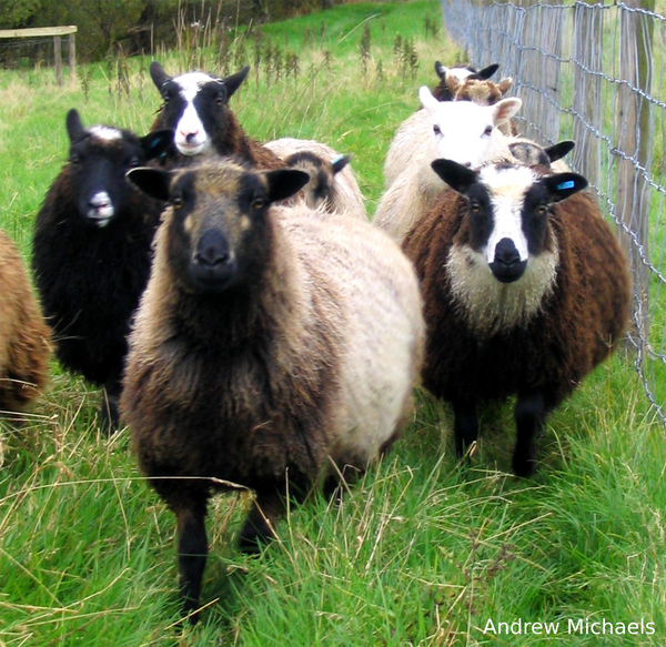 Know Your Fiber: Shetland Wool
