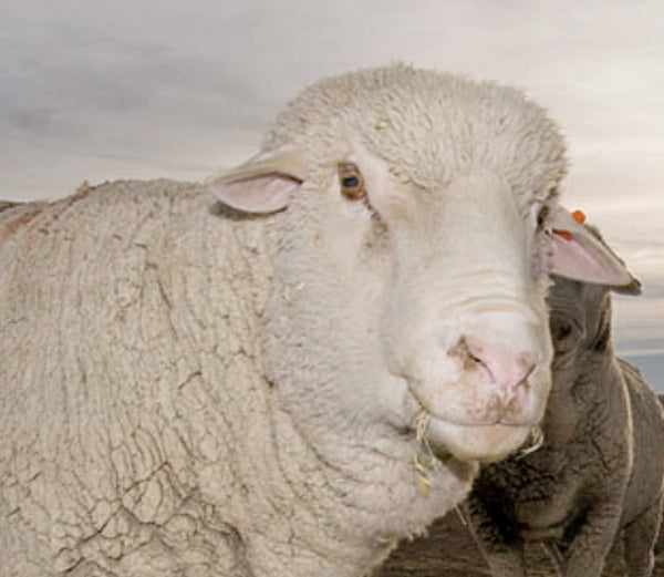 Know Your Fiber:  Targhee Wool