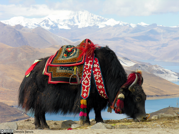 Know Your Fiber: Yak