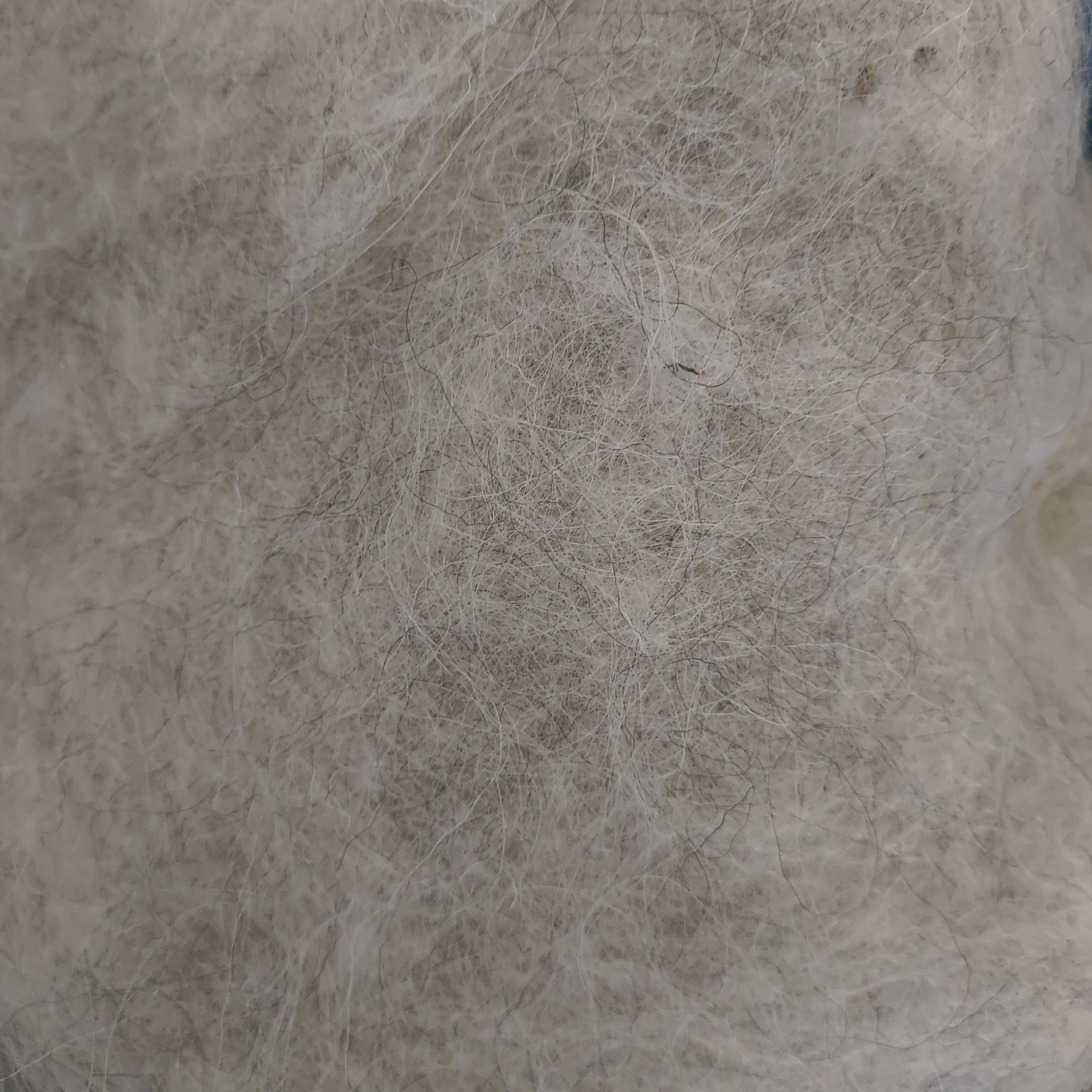 Carpathian Mountain Sheep Batts