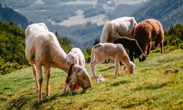 Know Your Fiber: Bergschaf Wool