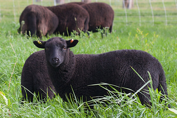 Know Your Fiber:  Black Welsh Mountain Sheep