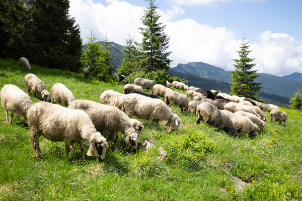Know Your Fiber: Carpathian Mountain Sheep Wool