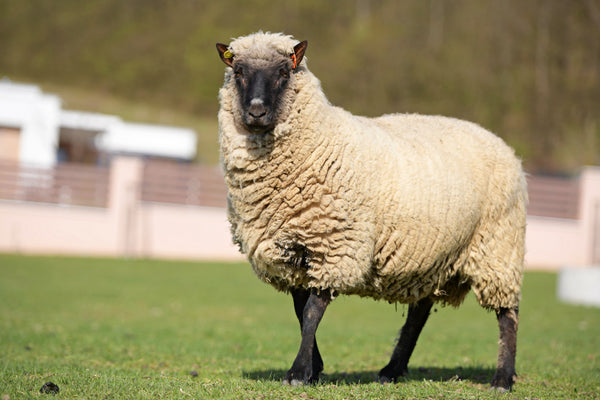 Know Your Fiber: Clun Forest Wool