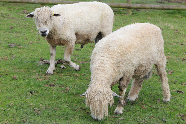 Know Your Fiber: Cotswold Wool