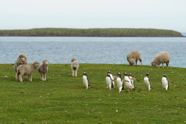 Know Your Fiber:  Falklands Wool