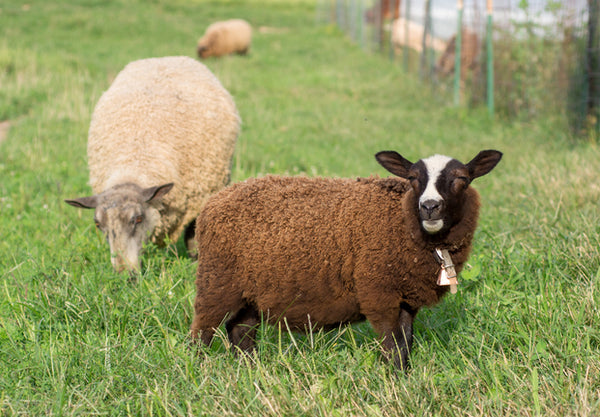 Know Your Fiber:  Finnsheep Wool