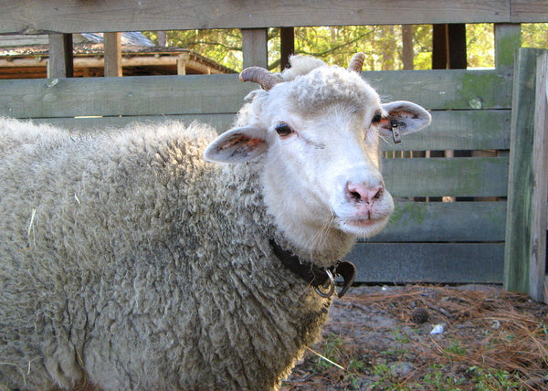 Know Your Fiber: Gulf Coast Native Wool