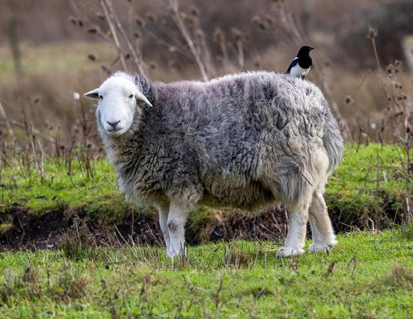 Know Your Fiber: Herdwick Wool