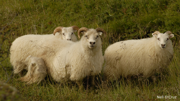Know Your Fiber:  Icelandic Wool