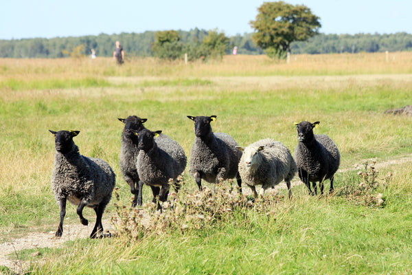 Know Your Fiber: American Karakul Wool