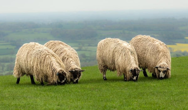 Know Your Fiber: Masham Wool