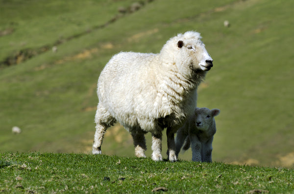 Know Your Fiber:  Perendale Wool