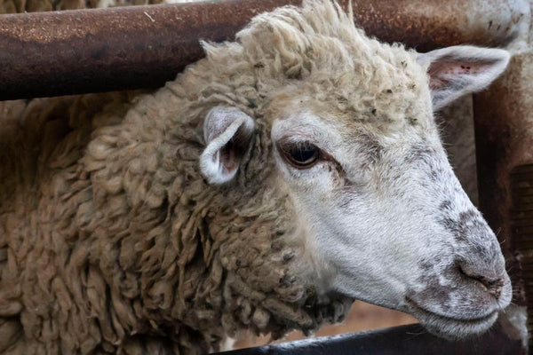 Know Your Fiber: Romeldale/CVM Wool
