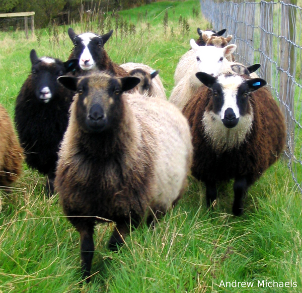 Know Your Fiber:  Shetland Wool