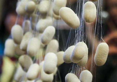 Know Your Fiber: Silk – Northwest Yarns