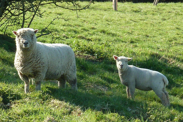 Know Your Fiber:  Southdown Wool