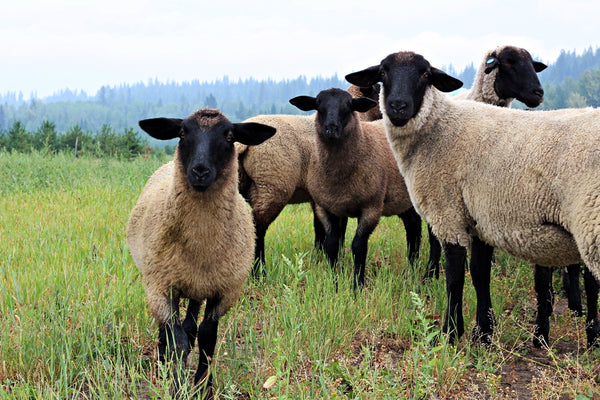 Know Your Fiber:  Suffolk Wool