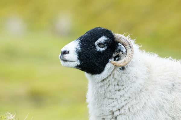 Know Your Fiber:  Swaledale Wool