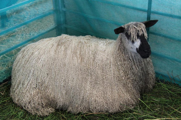 Know Your Fiber: Teeswater Wool