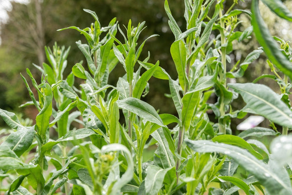 The Story of Woad