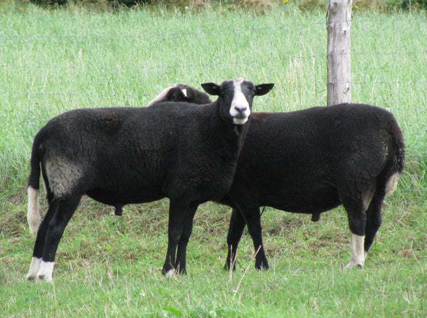 Know Your Fiber:  Zwartbles Wool