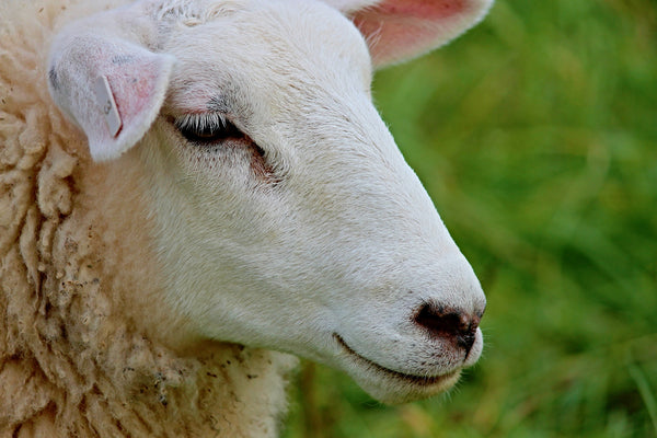 Know Your Fiber:  A (Very) Brief History of Wool