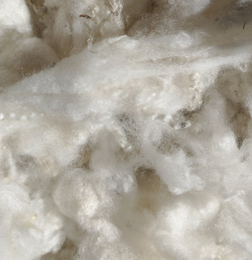 Falkland Merino Wool